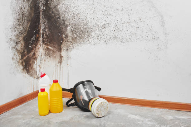 Best Commercial Mold Removal  in Wynne, AR