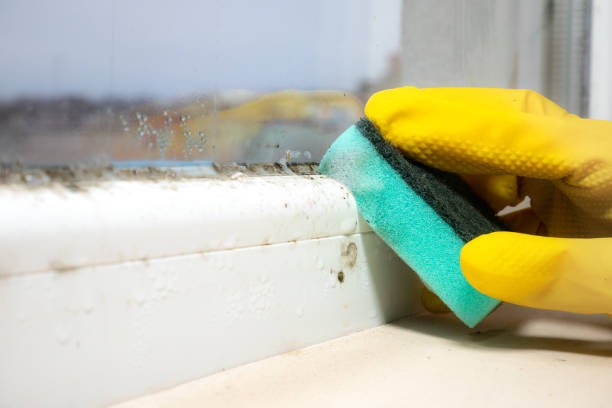 Best Certified Mold Removal  in Wynne, AR