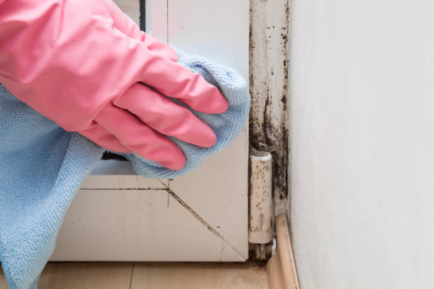 Mold Removal and Inspection in Wynne, AR